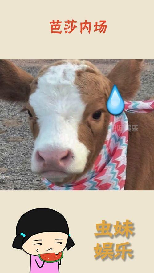 娱乐吃瓜酱熊猫